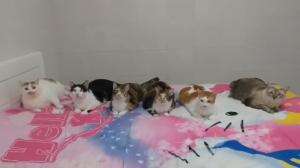 kucibg belajar pose

#HOTrctiplus #shortplus #kucingoyen #duniakucing