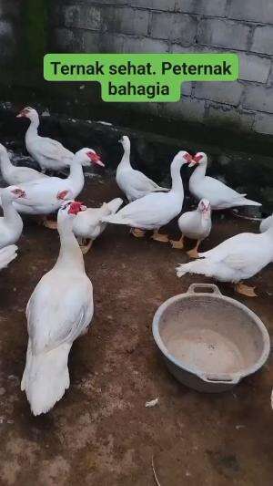 entok jumbo gemoy gemoy
#HOTrctiplus #shortplus 