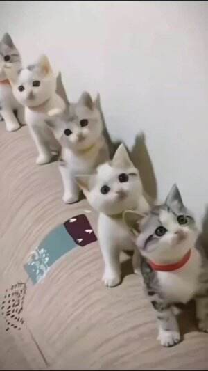 aksi lucu kucing di rumah  #short  #shortplus  #kucinglucu  #RCTIPlus  #HOTrctiplus 