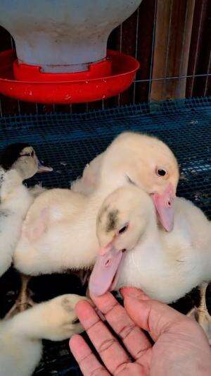 entok nya nyemil duluu
#HOTrctiplus 