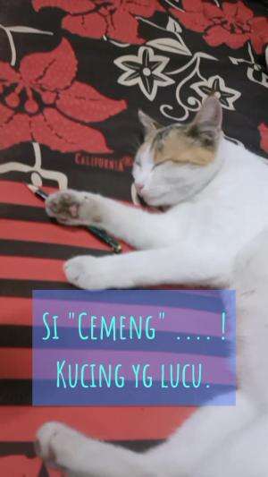 Ini kucinhKu namanya "Cemeng"...

 #Kucing #kucingoyen #kucinglucu #duniakucing 