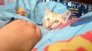 Si Oyen yang sadar kamera 