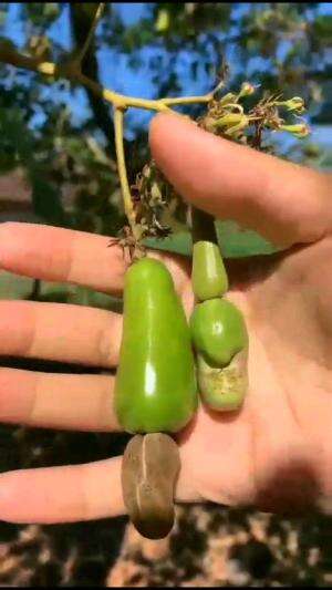 perkembangan buah jambu mete dari bunga sampai buah #Inspirasi 