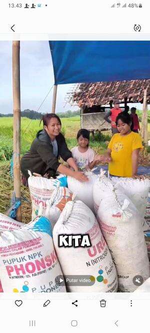 panen padi di sawah #marsyasyakia   