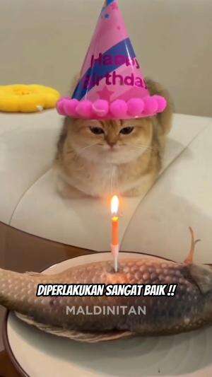 NEGARA PECINTA KUCING
#fyp #kucing #dunia #maldinitan