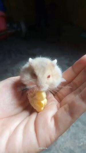 Hamster makan jagung , menggemaskan!! #Kerandomanhamster #hamster 