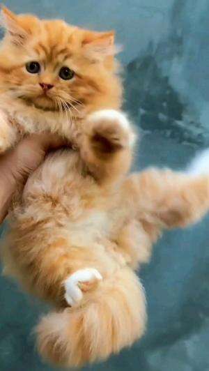 GEMES BANGET YAAA

#kucinglucu #kucingoyen #catlovers #pencintakucing #kucinggemoy #kucinggemes #sahabarkucing
