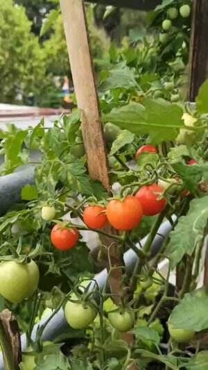 #Berkebun #fyp #fypシ゚viral #trending #foryou #RCTIPlus #HOTrctiplus 