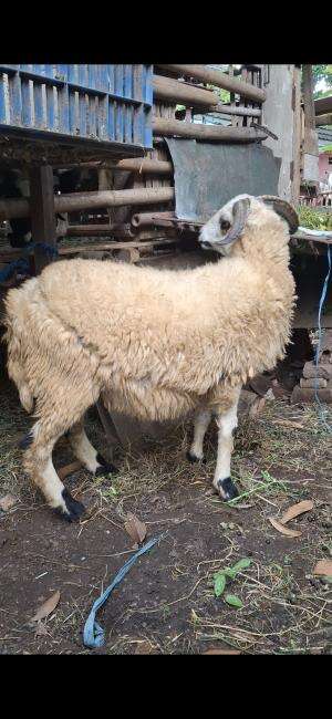 domba siap qurban