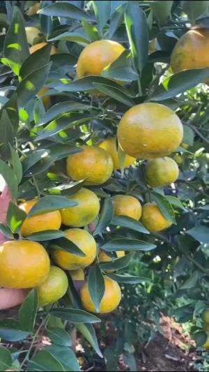 Andai punya lahan kebun jeruk segini luasnya #edukasi #fyp #fypシ゚viral #trending #foryou #RCTIPlus #HOTrctiplus 