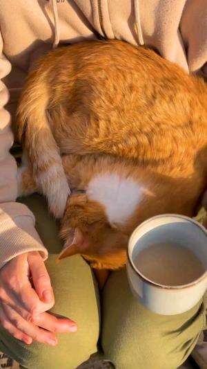 kucing pemalas #kucing #kucingimut 