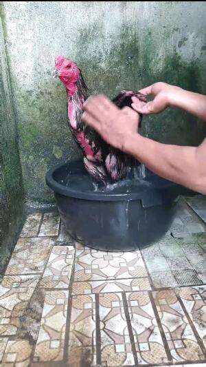 paman memandikan ayam siluman #RCTIPlus #short #fyp #ayam