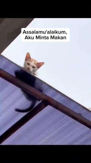 kucing kampung minta makan

#HOTrctiplus #shortplus #kucingoyen #duniakucing