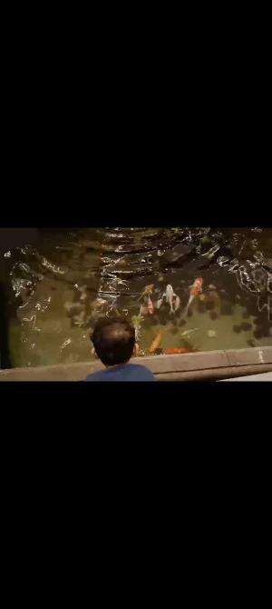 #ikan #ikankoi #lihatikan #2024