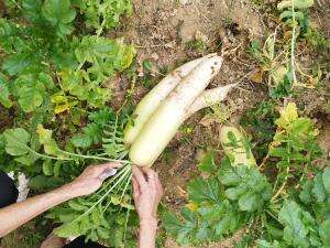 Manen lobak  di panen  #Bogor #cipanas
#manenlobak
