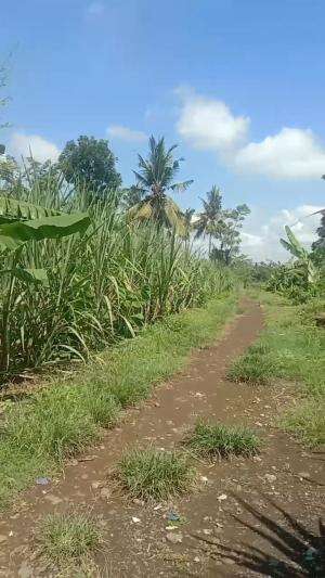 Suasana Kebun Tebu dipinggir Perumahan