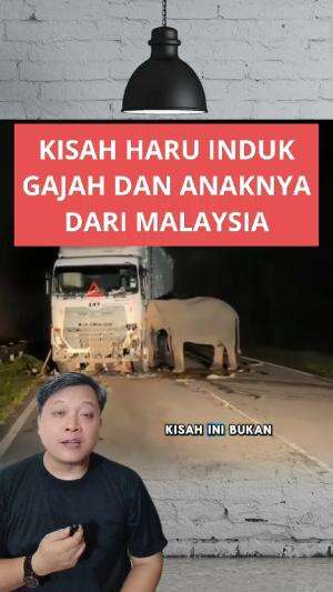 Kisah mengharukan Induk gajah dan anaknya di Malaysia yang bertepatan pada hari ibu internasional #kasihibu #gajah #malaysia 