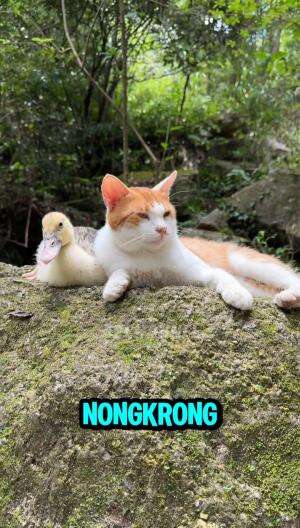 pawang Kucing Oyen

#kucing
#shortplus 
#funny 