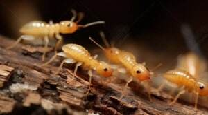 Kecil sih tapi sangat bermanfaat bagi ekosistem alam 



#rayap #teknologi #faktamenarikdunia #faktamenarik #animal #animals #Pendidikan #un