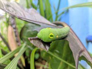 Ulat Paling Lucu  #ulat #larva #Anggap aja itu ulat beneran 