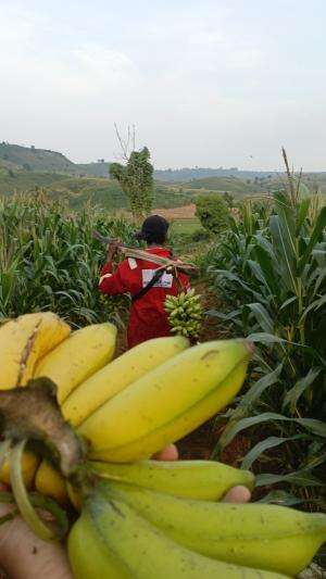 panen pisang fi kebun orang 
 #Mukbang pisang #hunting 