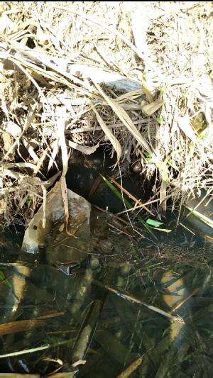 anakan ikan gabus #ikan #shorts 