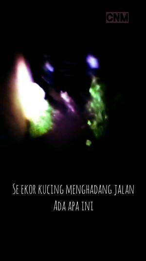 horror di hadang kucing #horror #Kisahmisteri 