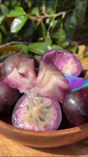 Sawo ungu #Berkebun #edukasi #fyp #fypシ゚viral #trending #foryou #RCTIPlus #HOTrctiplus