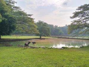Jaka, Pygmy Hippo alias Kuda Nil Cebol