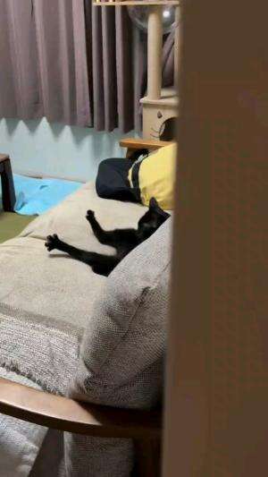 LAGI SANTAI KAWAN

#kucinglucu #kucingoyen #catlovers #pencintakucing #kucinggemoy #kucinggemes #sahabarkucing