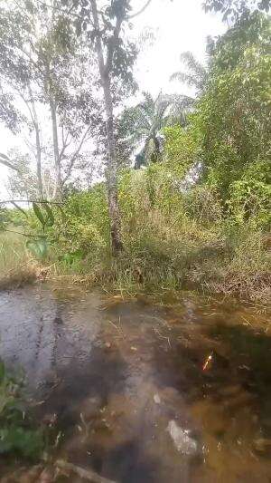 mancing dapet ikan kihung / bujuk  #memancing #belisrowo
