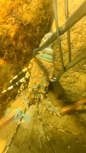 Seekor lobster berhasil di tangkap
.
#dasarlaut
#lobster
#viral