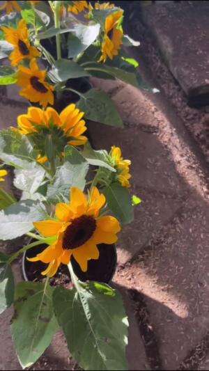 Bunga Matahari tumbuh di dalam pot #Berkebun #edukasi #fyp #fypシ゚viral #trending #foryou #RCTIPlus #HOTrctiplus