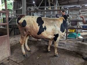 pemberian vitamin untuk hewan qurban  #ibadahqurban #semurdagingsapi #Gemoy banget sapinyaa #short 