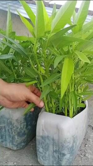 Waktunya panen kangkung #Berkebun #fyp #fypシ゚viral #trending #foryou #RCTIPlus #HOTrctiplus 