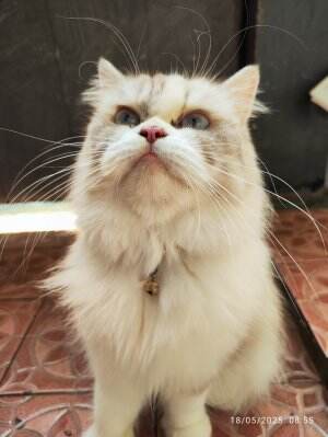 Kucing Galak #Kucing #kucingoyen 