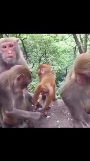 kompilasi hewan lucu #2 