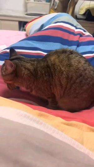 GAK MAU

#kucinglucu #kucingoyen #catlovers #pencintakucing #kucinggemoy #kucinggemes #sahabarkucing