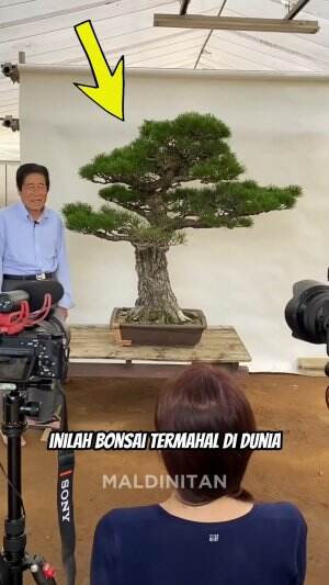 GILA !! HARGA BONSAI INI CUKUP UNTUK SEUMUR HIDUP

#fyp #bonsai #dunia #maldinitan 