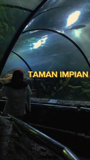 ancolll seaword liat hiu dan healing bawa laut