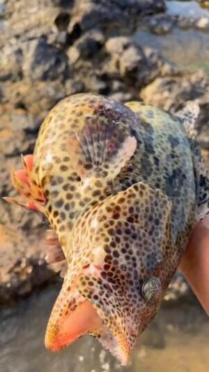 Orang ini menemukan ikan unik
.
#laut
#ikan
#rctiplus