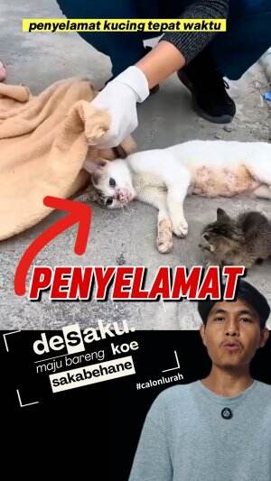 penyelamat kucing tepat waktu #penyelamat #kucing #cat 