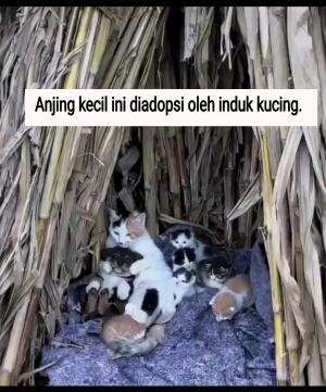 Anjing kecil ini diadopsi oleh induk kucing.