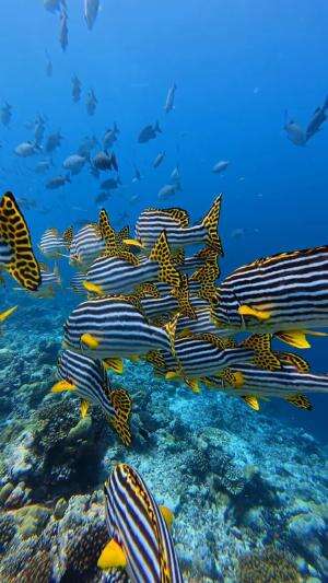 Ikan ekor kuning berenang
.
#laut
#ikan
#viral