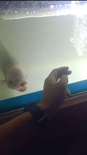 ikan kampung,like predator!! 
#ikangurame  #louhan #ikanpredator 
