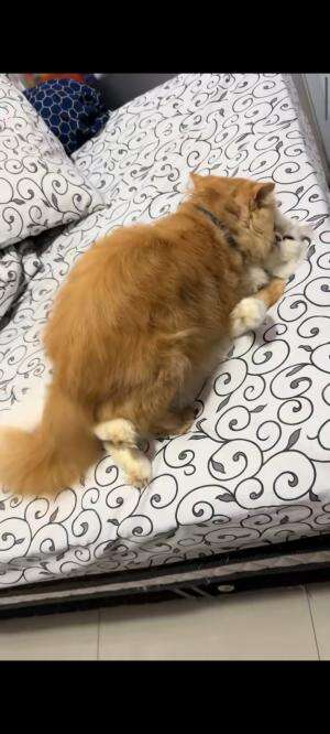 tingkah lucu kucing #kucing #kucing #kucingoren #catlover #cats #cat #catlovers
 #kucinglucu #kucingoyen #duniakucing  #RCTIPlus  #hotact  #