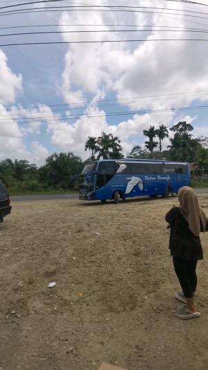 kucing pintar