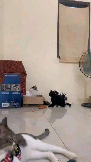 LAGI BERSUMPAH JANJI KUCING

#kucinglucu #kucingoyen #catlovers #pencintakucing #kucinggemoy #kucinggemes #sahabarkucing