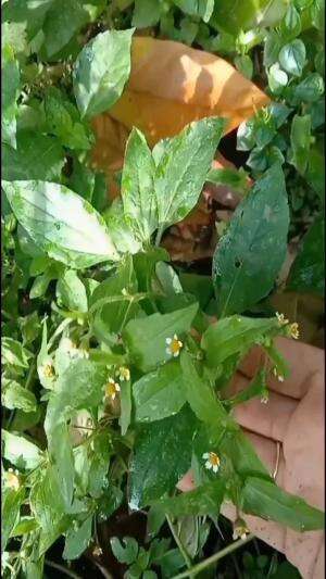 Bikin bakwan dari rumput yang enak