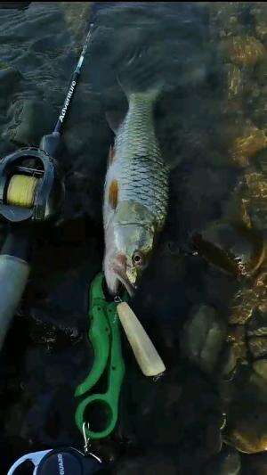 strike ikan hampala pakai mini popper? #lure #hampala #sebarau #ikanhampala #mancing #fishing #wildfishing 